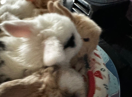 Laid back pure bred mini lops