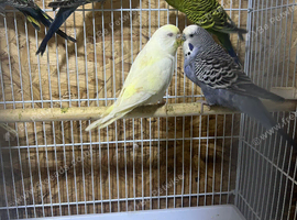 Budgies