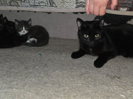 Kittens