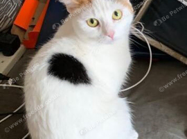 5 yr old cat