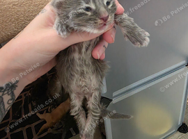Mainecoon kittens