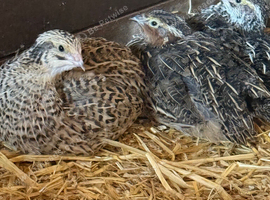 5 Weeks Quails