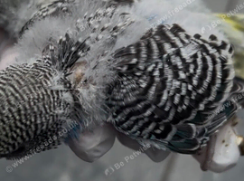 Baby budgie now ready to sell