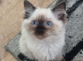 Ragdoll kitten