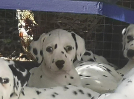 New litter of Dalmatian pups