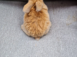 Last mini lop boy available for reserve