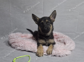 Beautiful German shepherd puppies