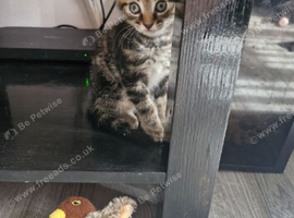 Tabby kittens 8 weeks old 3 boys