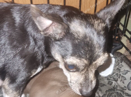 Chihuahua puppies