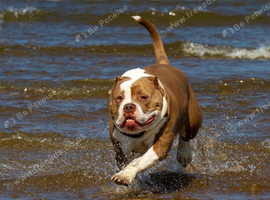 American bulldog