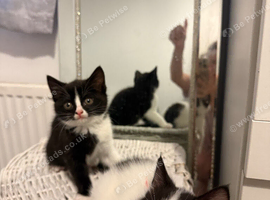 Beautiful ragdoll cross Kittens &ndash; Ready to Leave Now