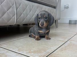 Stunning Miniature Dachshund Puppies