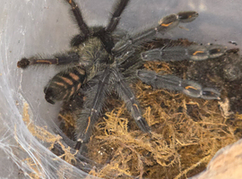 Tarantula Collection