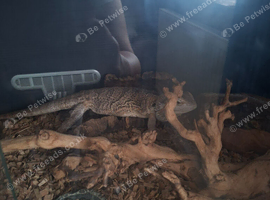 Bearded dragon