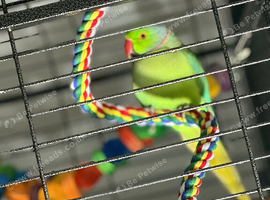Beautiful boy Indian ring neck
