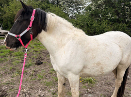 13.3hh Rising 3 cob filly