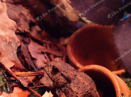 Miyako Toad Looking for a New Home ( Bufo gargarizans miyakonis) Japanese toad