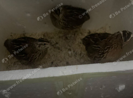Male and female quails