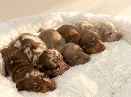 Miniature dachshund