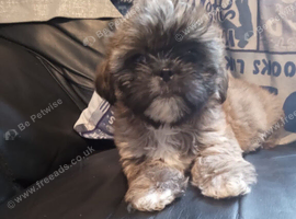 Ready to leave 1 lovely and playful shih tzu puppies