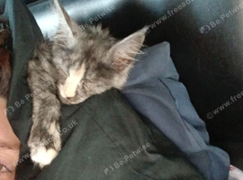 Gorgeous female maincoon smoke tortie