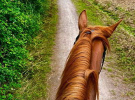 Warm blood mare