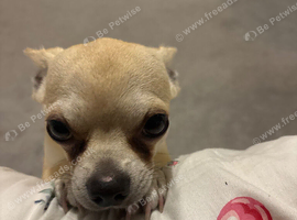 Male cream Chihuahua 1 year old