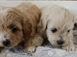 Maltipoo puppy 2 grils available