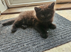 Mixed colour kitten