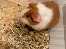 Female Guinea Pig Looking for a New Home