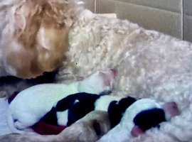 Shipoo puppies