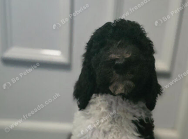 READY NOW Beautiful kc standard poodle puppies