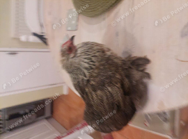 2 pekin bantam girls