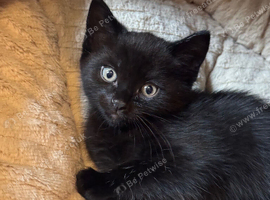 Kittens looking for forever homes