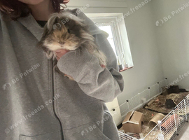 gorgeous Von the long haired peurvian neutered boy