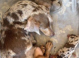 2year old Mini dachshund girl