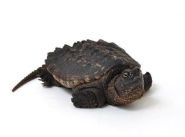 Baby snapping turtle