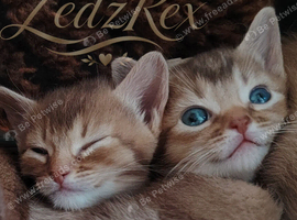 Beautiful Devon Rex x Abyssinian Kittens