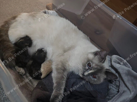 Half ragdoll kittens