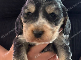 Show Cocker Spaniel Puppies