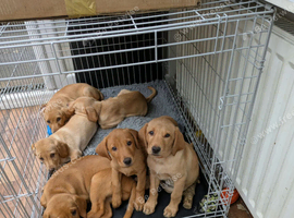 Red and golden lab puppies