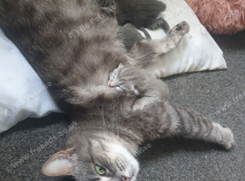 Kittens