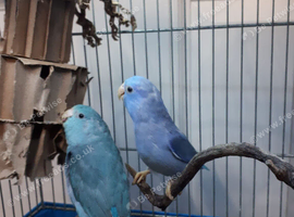 Female and Male Parrotlet Pair with cage