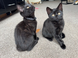 British shorthair kittens