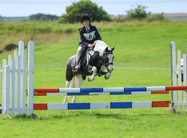 Fantastic pony club pony