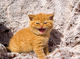 READY  NOW Red British Shorthair Kittens