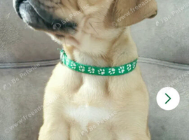 Mastiff Bordeaux hybrid Puppies