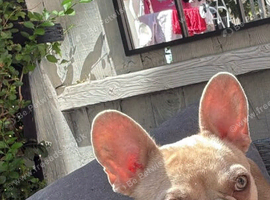 Champagne & merl French bulldog