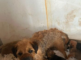 Border terrier  puppy&rsquo;s