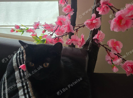 Adorable little black kitten